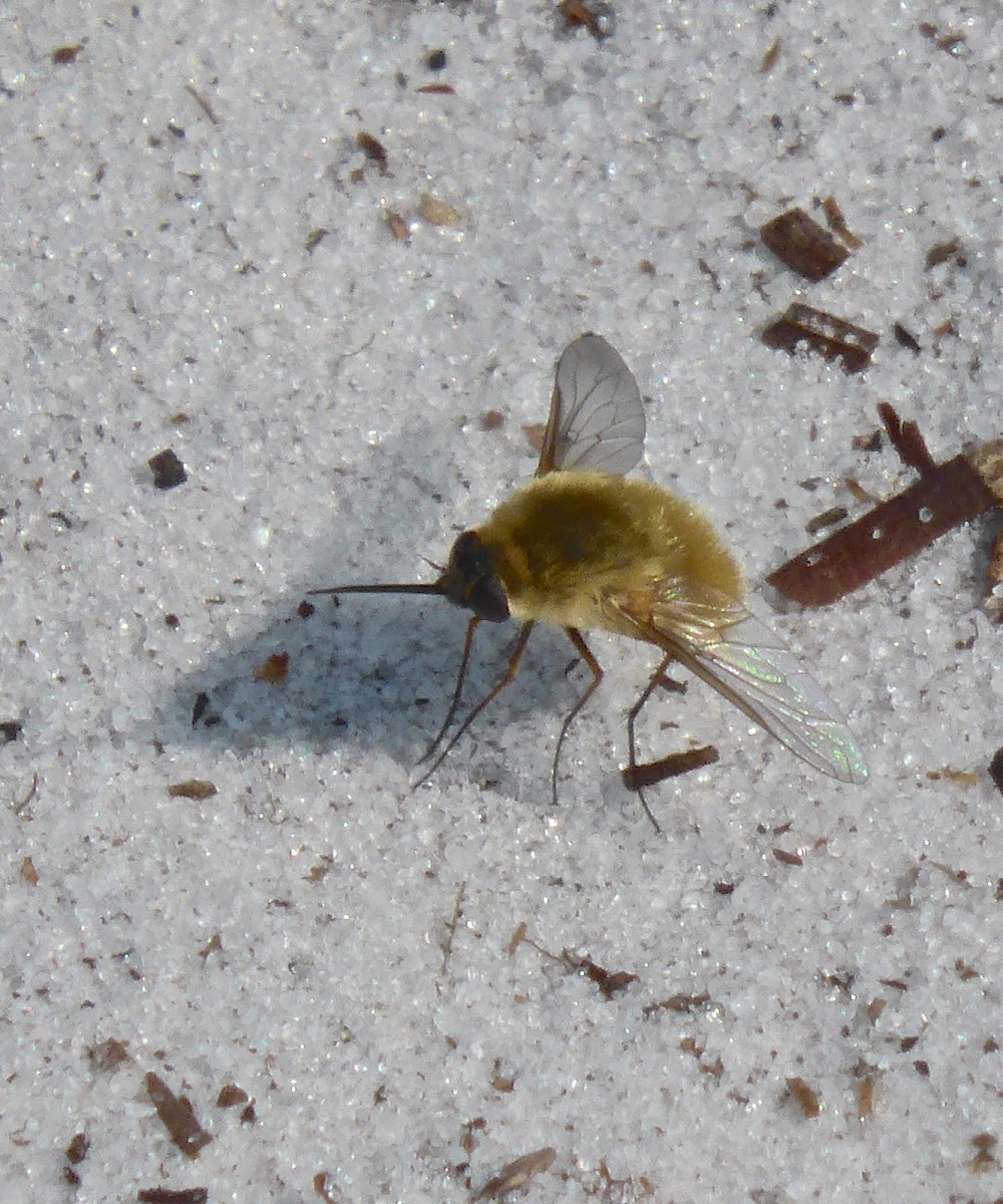 Orange Bee fly