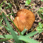 Parasola conopilus; petticoat mottlegill