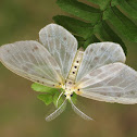 Geometrid Moth