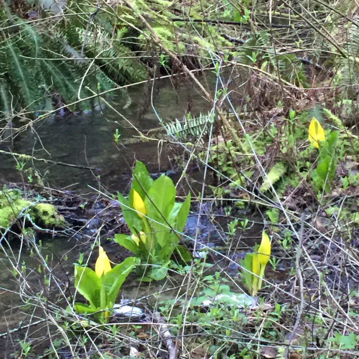 Skunk Cabbage