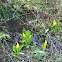 Skunk Cabbage