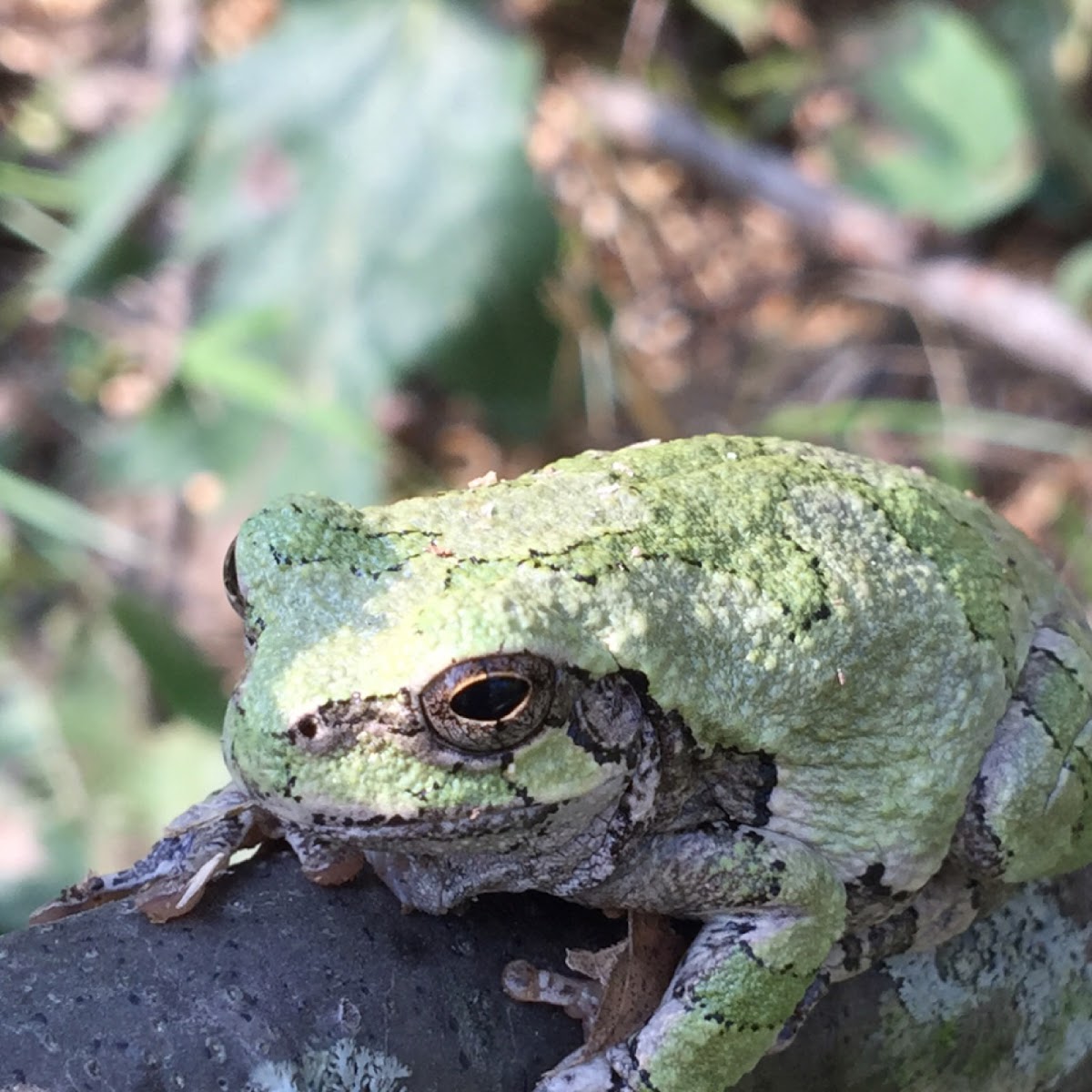 Cope's Gray Treefrog/Eastern Gray Treefrog