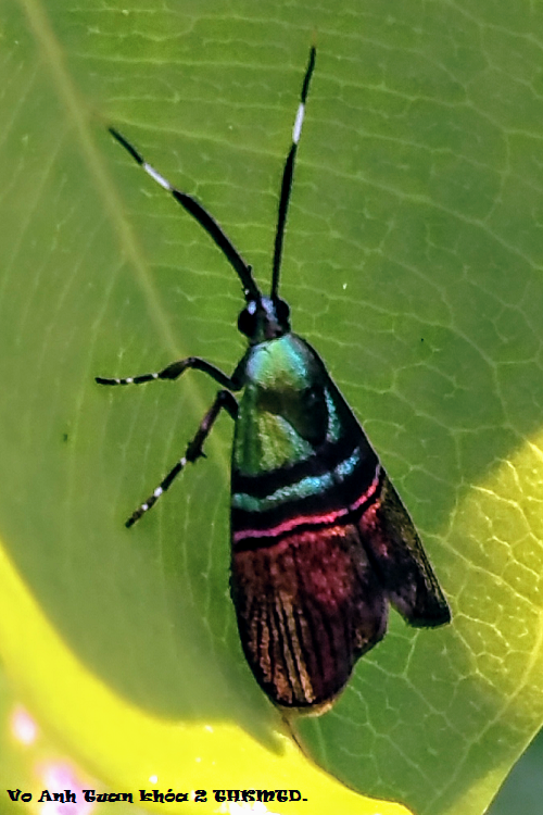 Metalmark Moth, Metallic Moth bug.