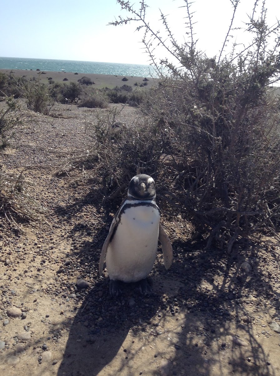 Pingüino de Magallanes