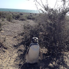 Pingüino de Magallanes