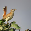 Rufous-tailed scrub robin