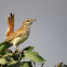 Rufous-tailed scrub robin