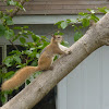 Western Gray Squirrel