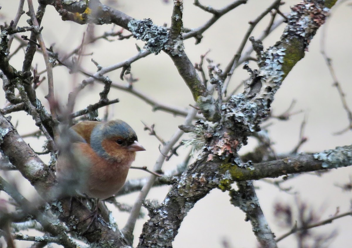 Chaffinch