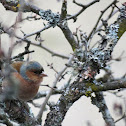 Chaffinch