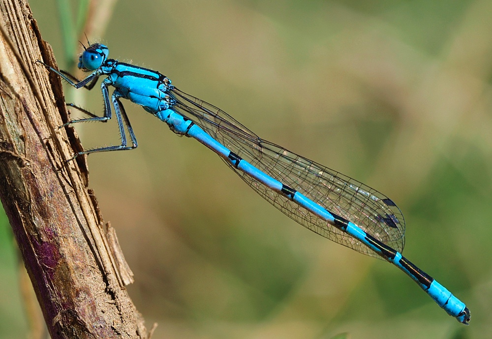 Caballito azul (Common bluet)