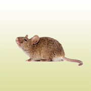 Mouse sounds  Icon