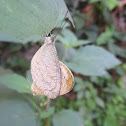 Oriental Psyche Butterfly (mating)