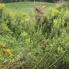 White-tailed deer