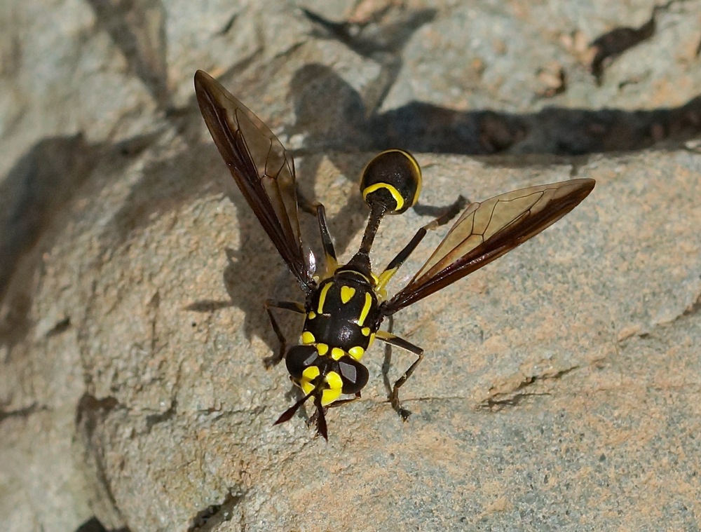 Wasp mimic Hoverfly