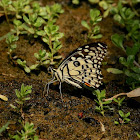 Lime Butterfly