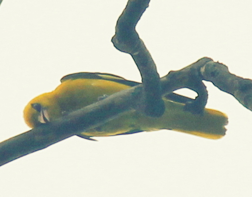 Indian golden oriole