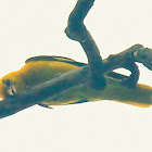 Indian golden oriole