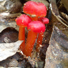 Red Mushroom