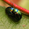 Dead-nettle Leaf Beetle