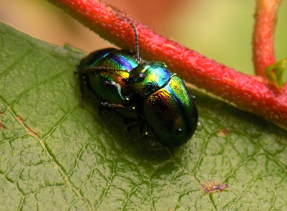 Dead-nettle Leaf Beetle