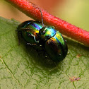 Dead-nettle Leaf Beetle