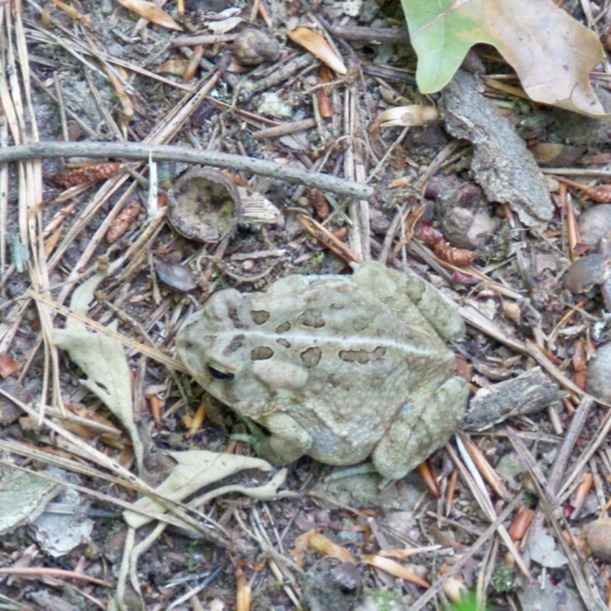 American Toad