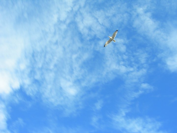 Liberarsi in volo di dodoaga