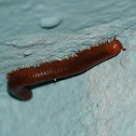 Rusty millipede