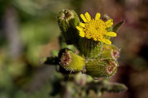 Senecio lividus