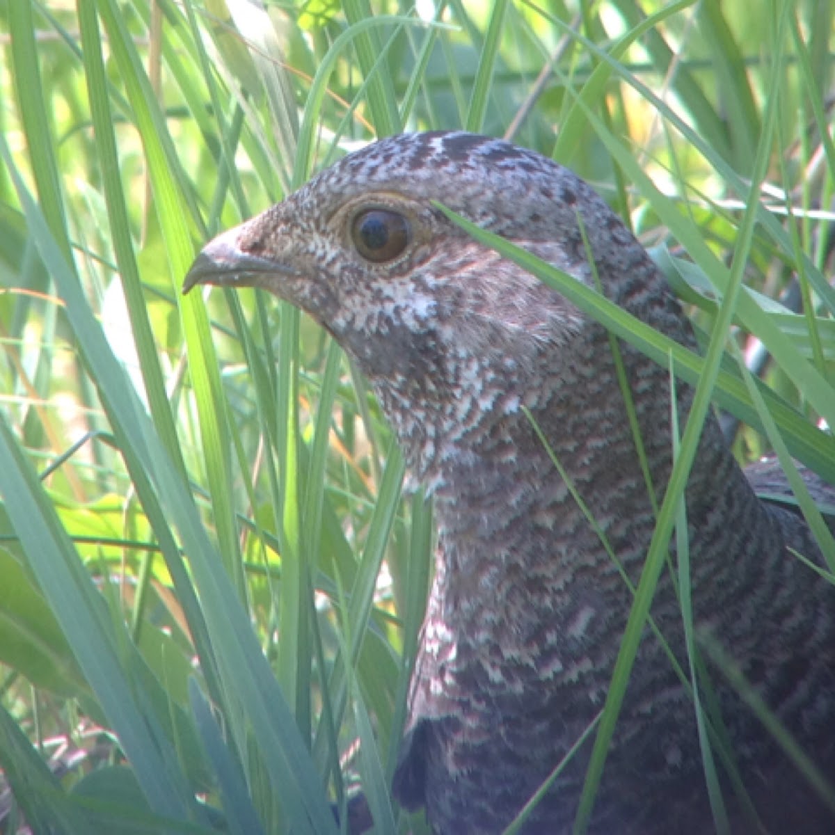 Dusky Grouse