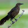 Great-tailed Grackle