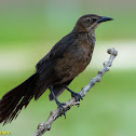 Great-tailed Grackle