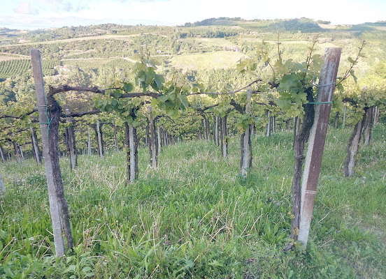 Vigna di Lobo77