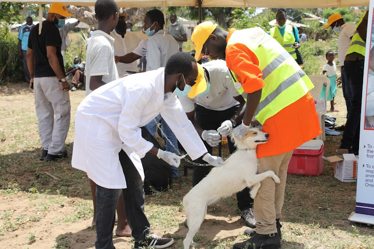 Vetenary doctors DOING vaccination against rabies in Malindi