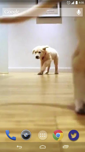 Cute Pups Running Live Wallpap