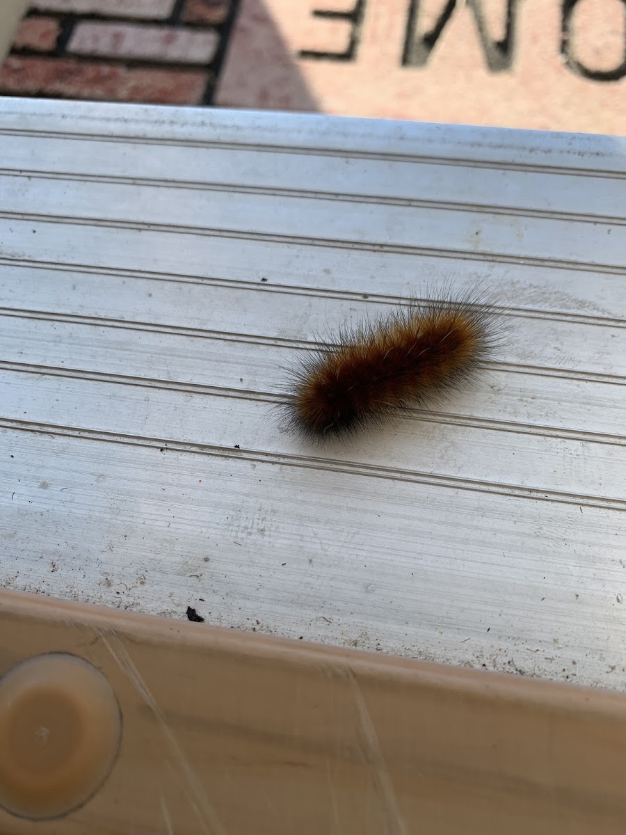 Garden Tiger Moth