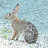 Eastern cottontail