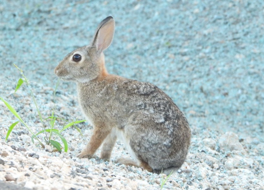 Eastern cottontail