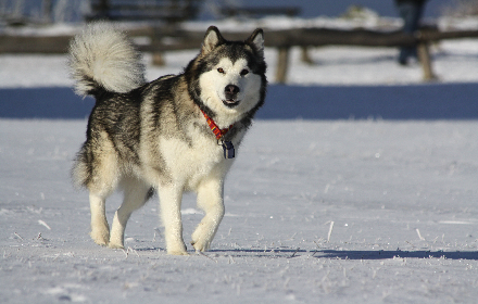 Alaskan Malamute Theme small promo image