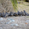 Catalina Quail