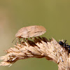 shield bug