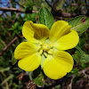 Peruvian Primrose-willow