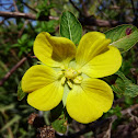 Peruvian Primrose-willow