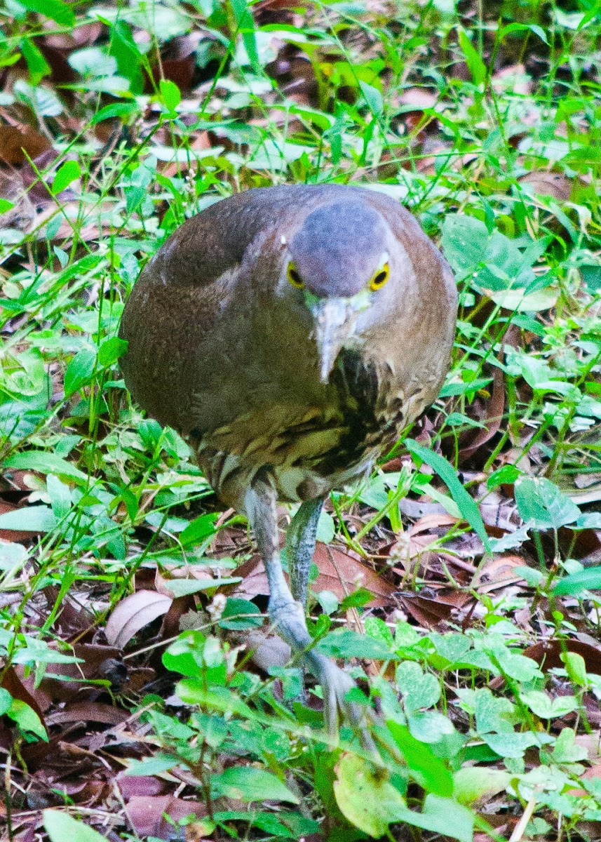 Japanese night heron