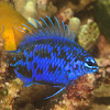 Blue Sapphire Damselfish/Springer's Demoiselle