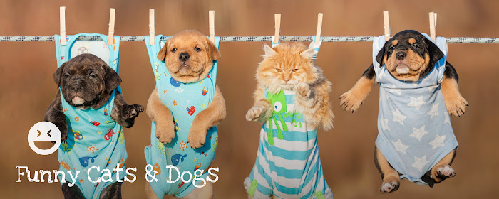 Funny Cats & Dogs - Hilarious Pets Wallpapers marquee promo image