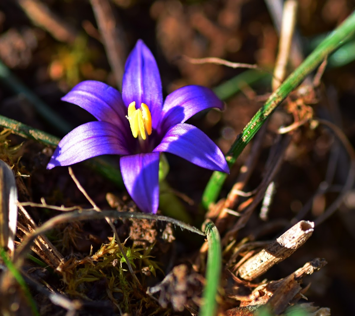 Romulea linaresii