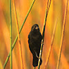 Red-winged Blackbird