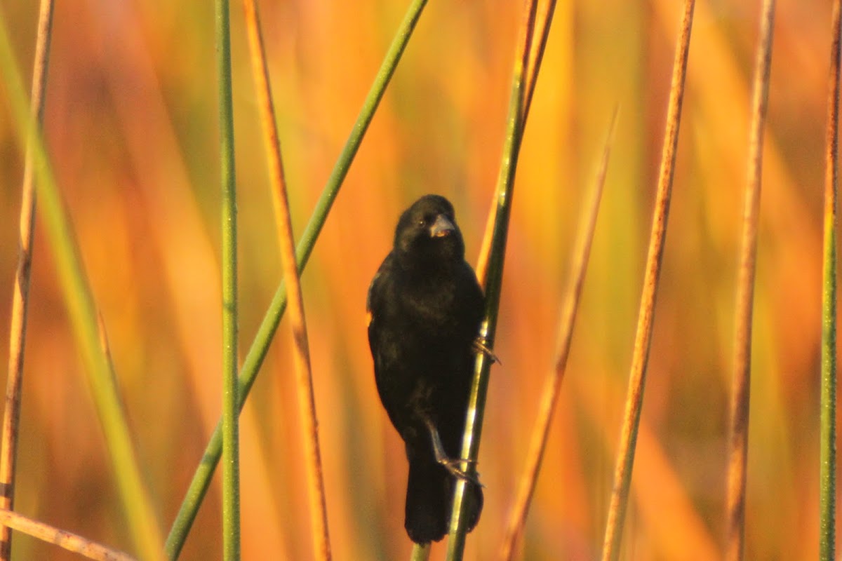 Red-winged Blackbird